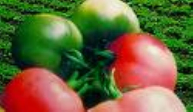 Tomato Color